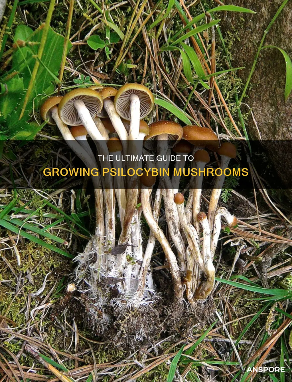 where are psilocybin mushrooms grown