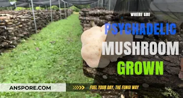 Mushroom Growth: Where Are Psychedelics Grown?