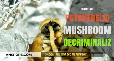Magic Mushroom Laws: Where Are Psychedelics Decriminalized?