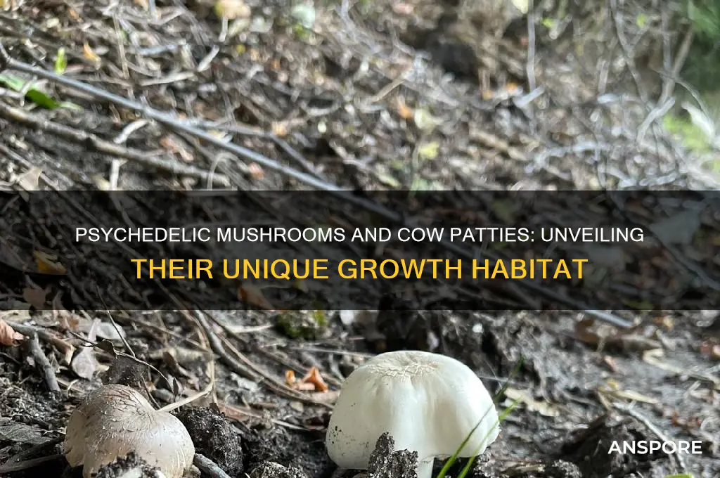 where are psychedelic mushrooms grow cow patties