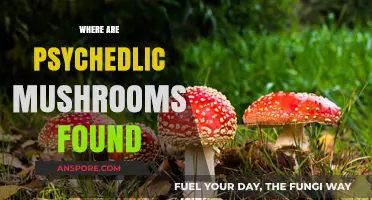 Magic Mushrooms: Where Are They Found?