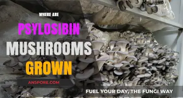 Where to Find Magic Mushrooms in the Wild