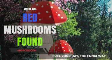Red Mushrooms: Where They Thrive