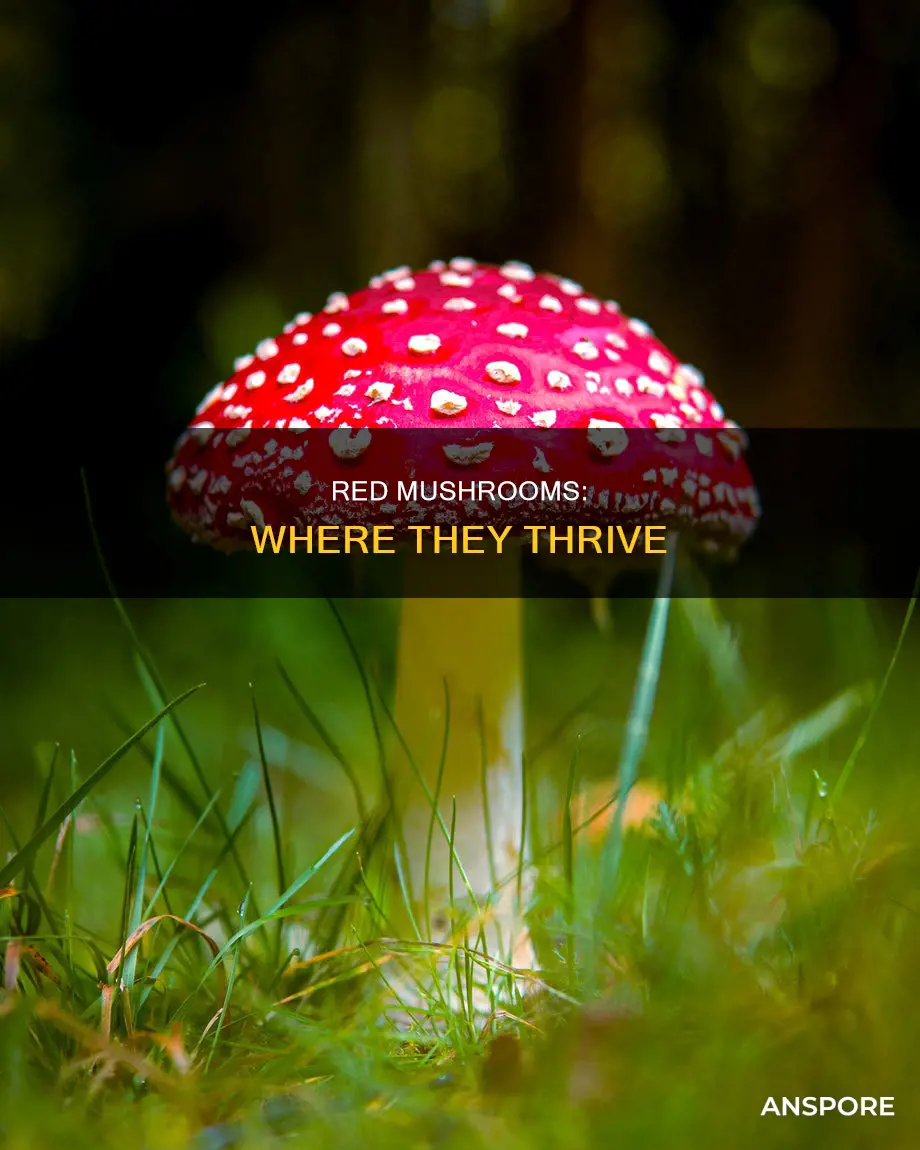 where are red mushrooms found