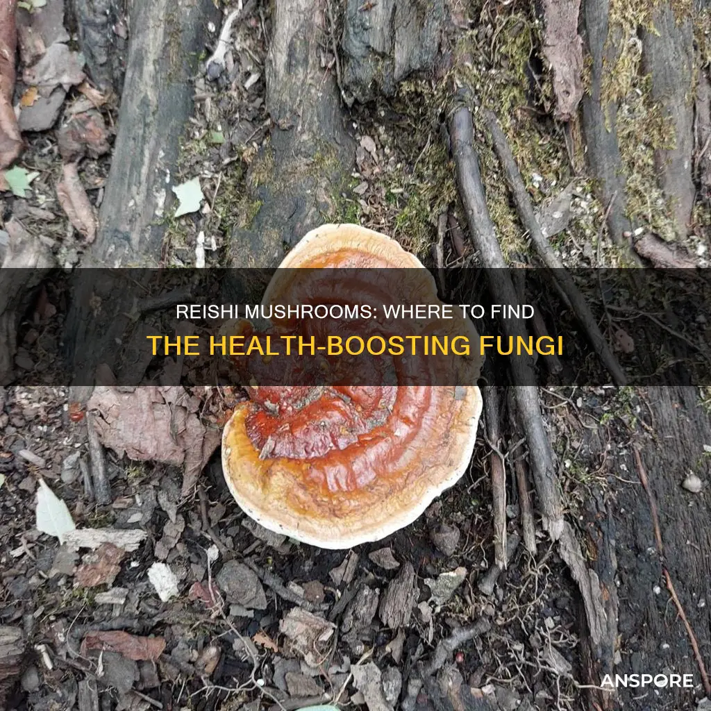 where are reishi mushrooms found