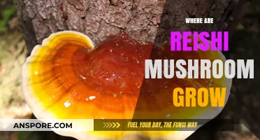 Discovering Reishi Mushrooms: Natural Habitats and Growing Conditions Explained