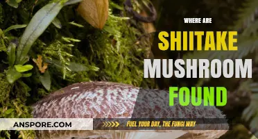 Shiitake Mushrooms: Where to Find and Forage