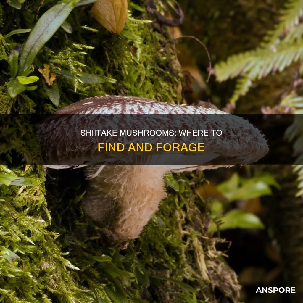 where are shiitake mushrooms found