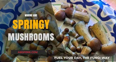 Springy Mushrooms: Where Do They Grow?