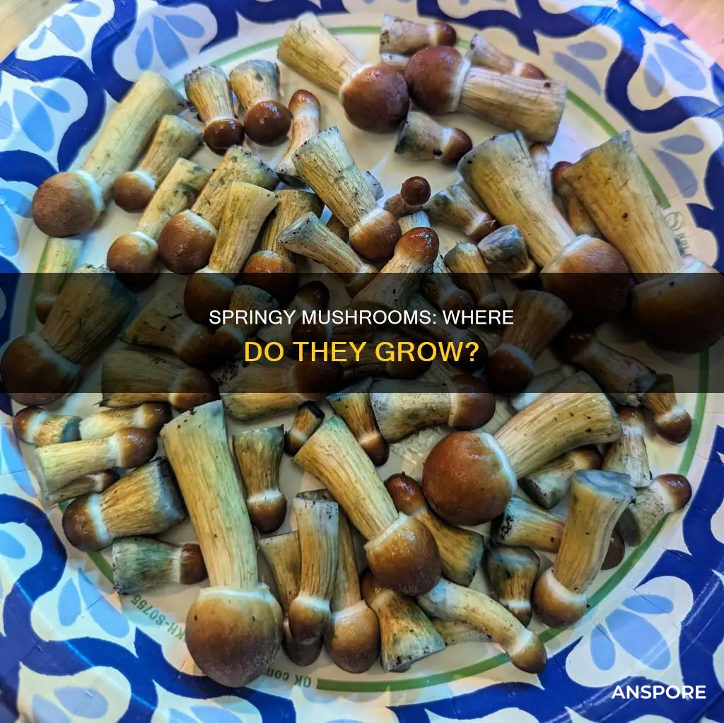 where are springy mushrooms