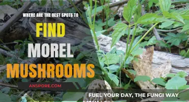Top Morel Mushroom Hunting Spots: A Forager's Ultimate Guide