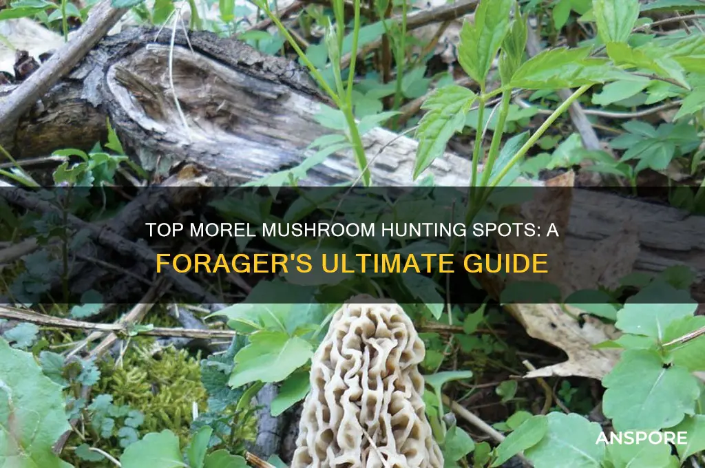 where are the best spots to find morel mushrooms