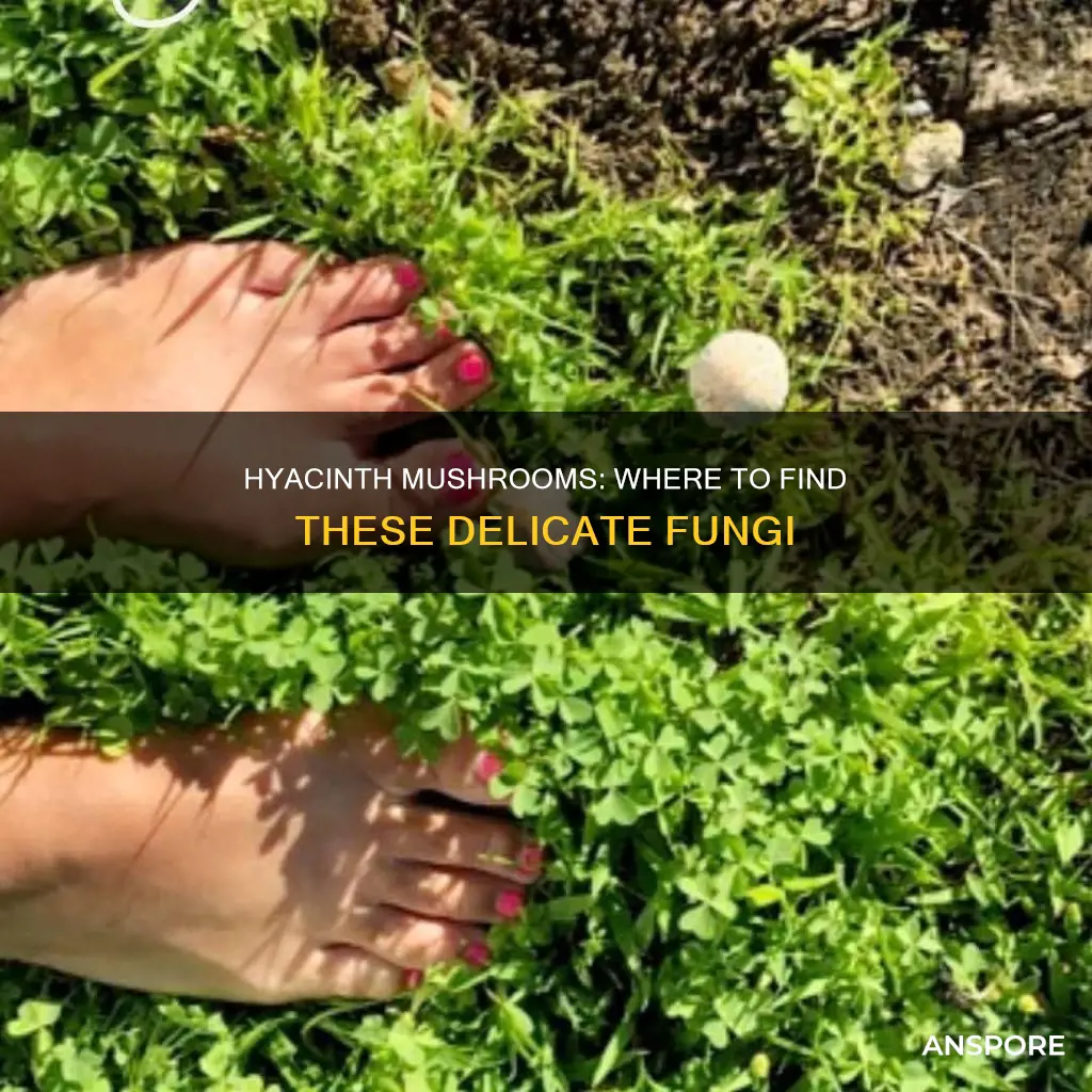 where are the hyacinth mushrooms