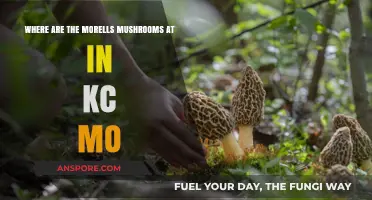 Finding Morels in KCMO: Top Spots for Mushroom Hunting