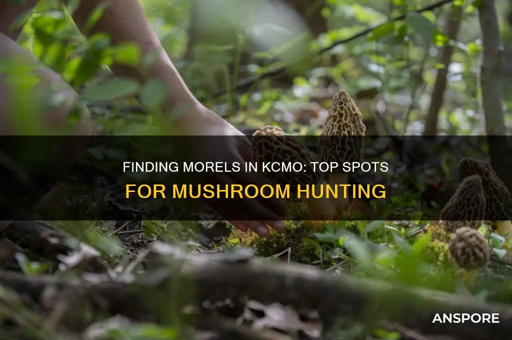 where are the morells mushrooms at in kc mo