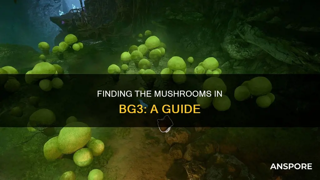 where are the mushrooms bg3