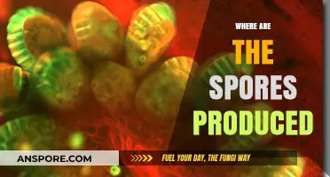 Understanding Spore Production: Locations and Processes in Fungi and Plants