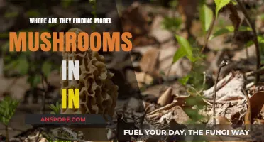 Discovering Morel Mushrooms in Indiana: Top Spots and Hunting Tips