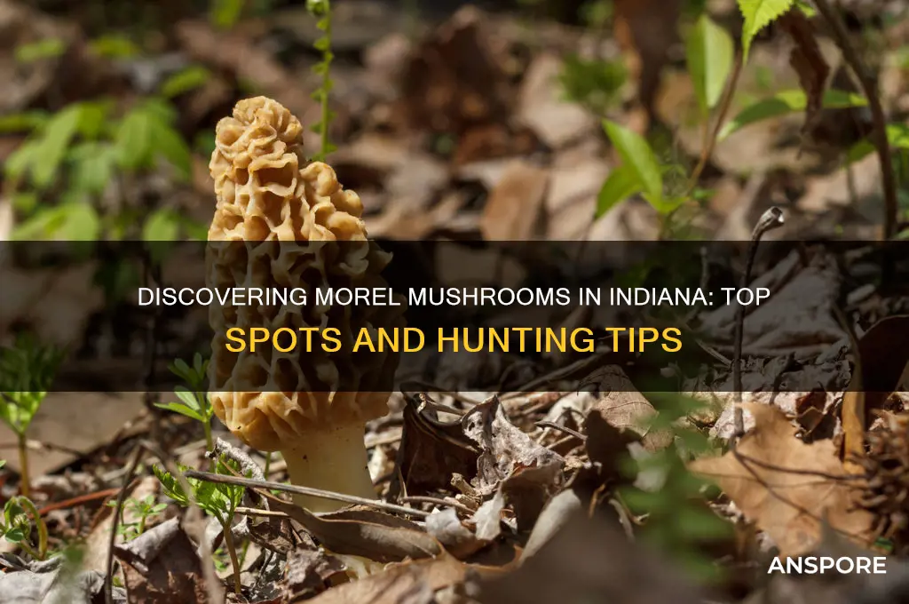 where are they finding morel mushrooms in in