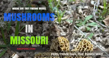 Discovering Morel Mushrooms in Missouri: Top Hunting Spots and Tips