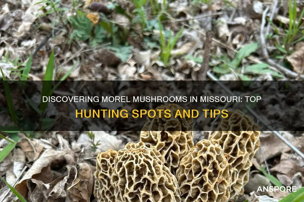 where are they finding morel mushrooms in missouri
