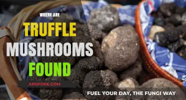 Truffle Mushrooms: Where to Find These Delicacies