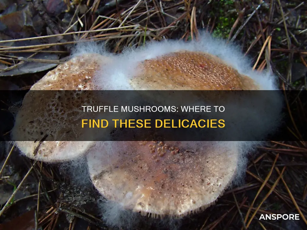 where are truffle mushrooms found