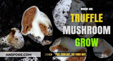 Discovering the Hidden Habitats: Where Truffle Mushrooms Naturally Grow
