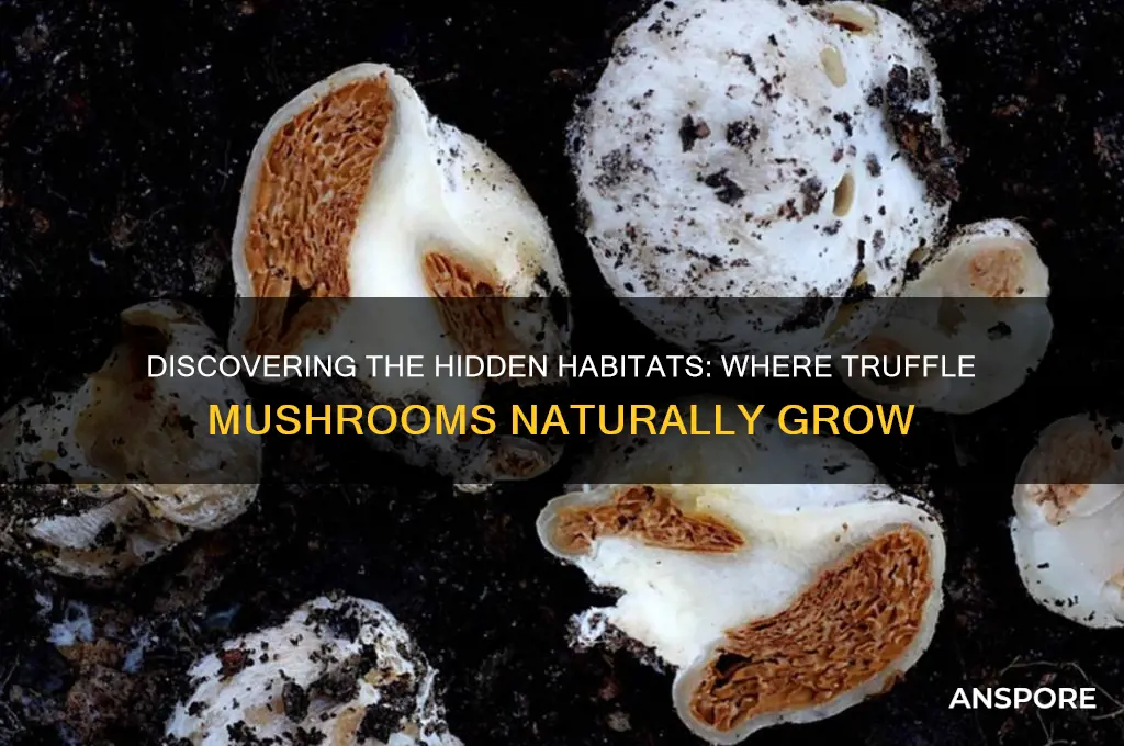 where are truffle mushrooms grow
