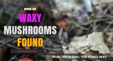 Mushroom Hunting: Waxy Caps in the Woods