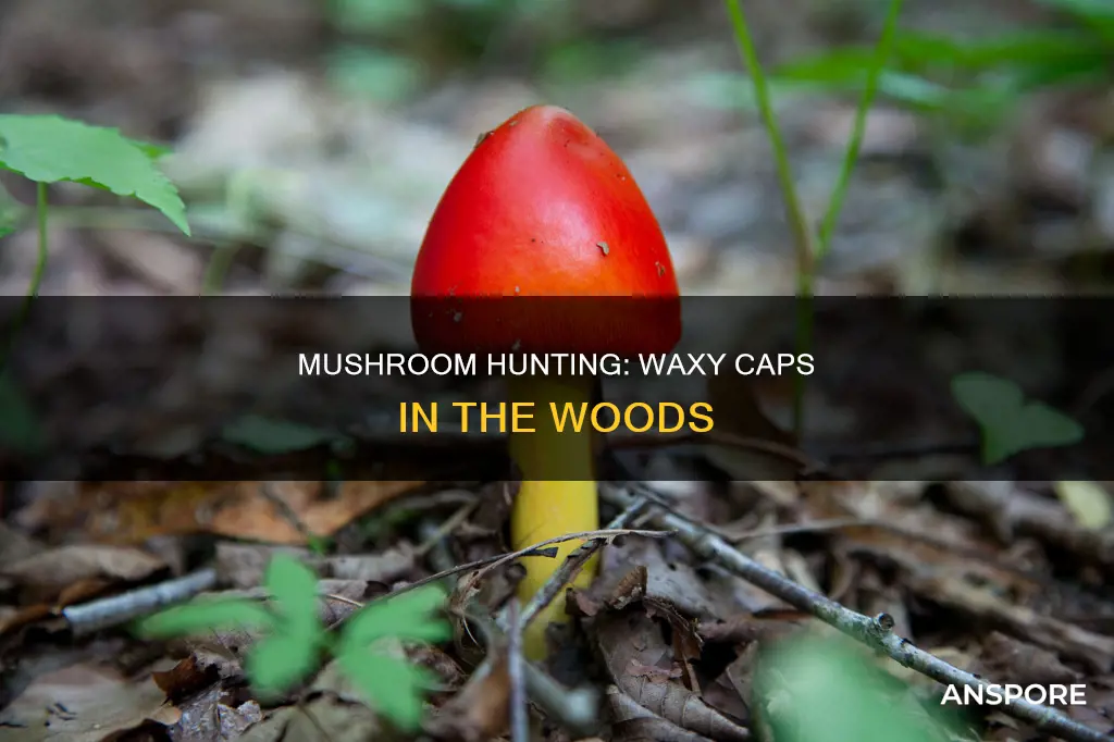 where are waxy mushrooms found