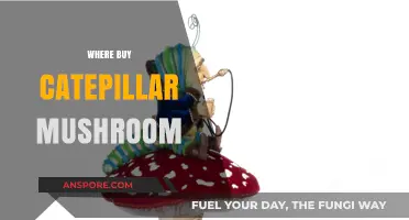 Where to Buy Caterpillar Mushroom: Top Sources and Tips