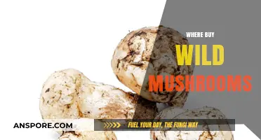 Discover the Best Places to Buy Fresh Wild Mushrooms Locally
