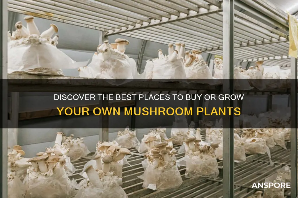 where can a person get a mushroom plant