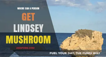 Discover Where to Find Lindsey Mushrooms: A Comprehensive Guide