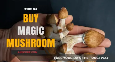 Discover Top Sources to Buy Magic Mushrooms Safely and Legally