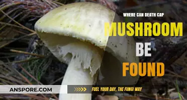 Where Death Cap Mushrooms Lurk: Locations and Risky Habitats