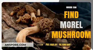 Discover Morel Mushrooms: Top Locations and Hunting Tips for Foragers