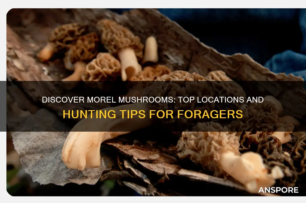 where can find morel mushrooms