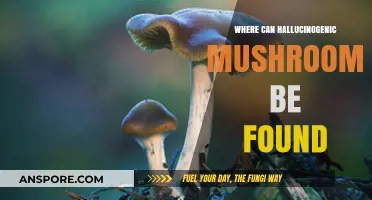 Exploring Nature's Psychedelic Secrets: Where Hallucinogenic Mushrooms Grow Wild