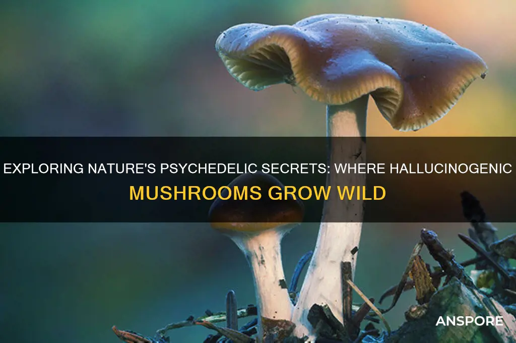 where can hallucinogenic mushrooms be found