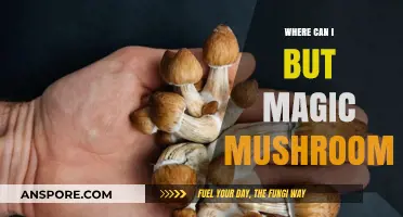 Where to Buy Magic Mushrooms: A Comprehensive Guide for Beginners
