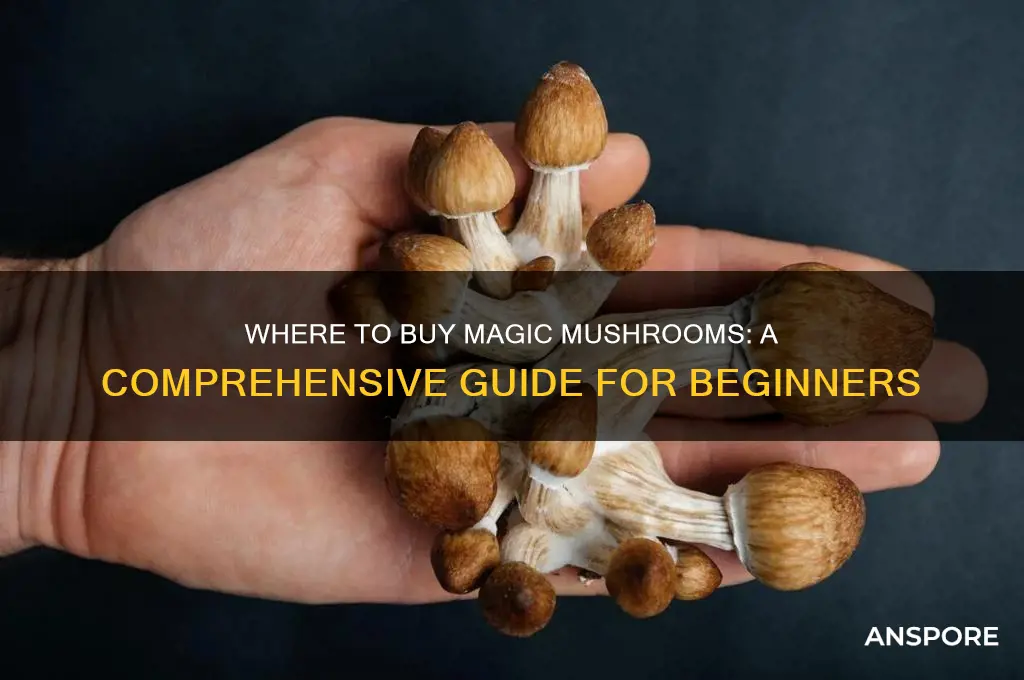 where can i but magic mushrooms