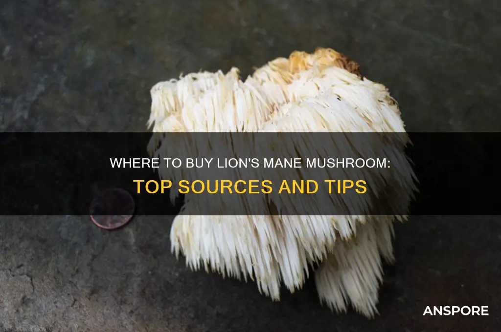 where can i buy a lion