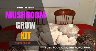 Best Places to Buy Mushroom Grow Kits for Home Cultivation