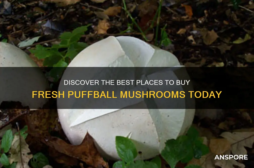 where can i buy a puffball mushroom
