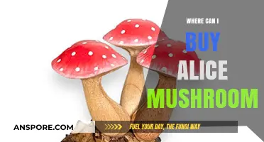 Discover the Best Places to Buy Alice Mushrooms Safely and Legally