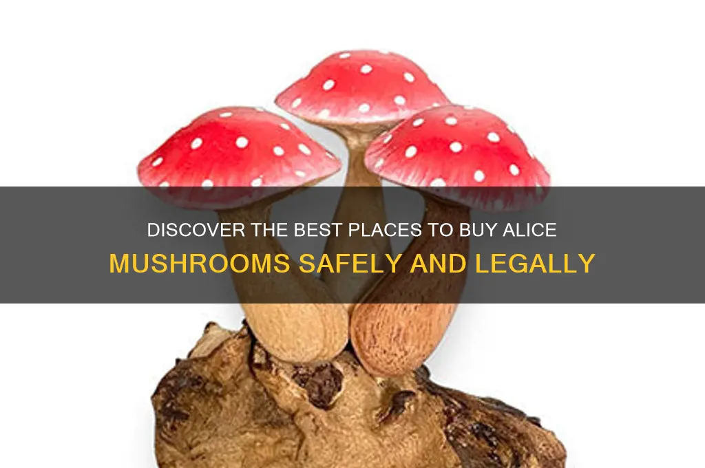 where can i buy alice mushrooms