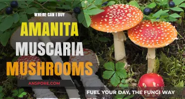 Where to Buy Amanita Muscaria Mushrooms: A Comprehensive Guide