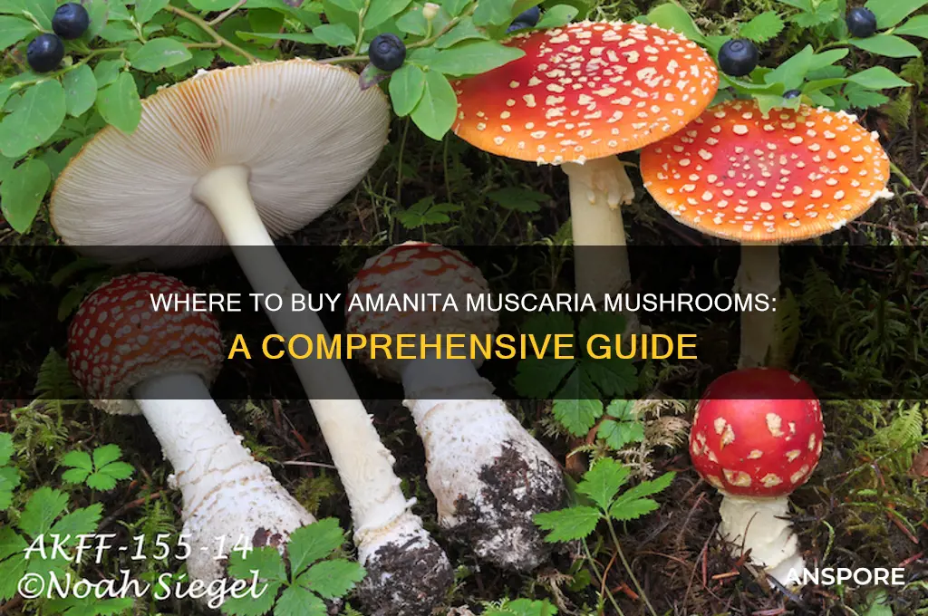 where can i buy amanita muscaria mushrooms